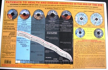 Pathways To Health Chart 11 X 17 Laminated Ellen Jensen