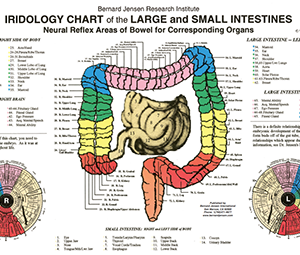 Iridology Chart of the Large and Small Intestines-